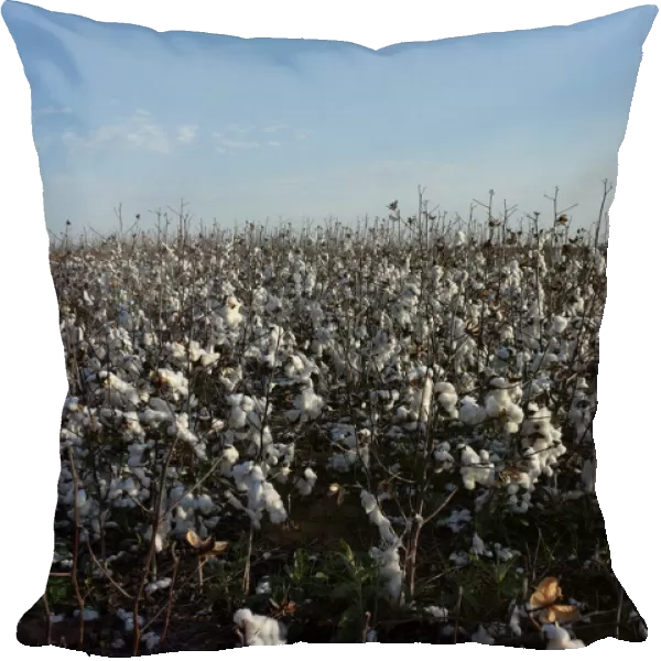 A patch of cotton that was left unharvested is seen near Wakita, Oklahoma