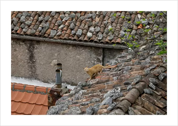 A cat is seen on a roof of a house in the village of Vranjina