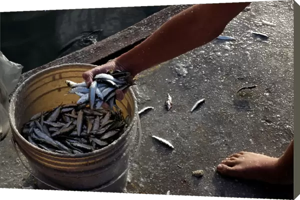 A boy fills a bucket with freshly caught sardines in Naiguata