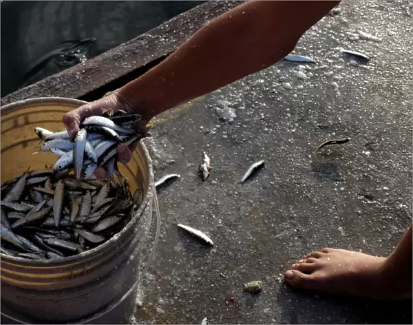 A boy fills a bucket with freshly caught sardines in Naiguata