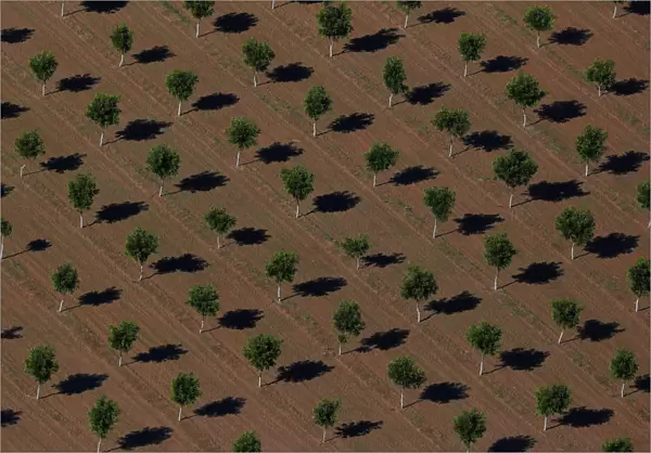 A field of young pecan tress grow on a farm near El Paso, Texas