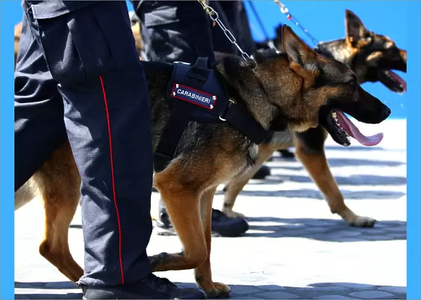 Italian Carabinieri march with dogs during the Republic Day military parade in Rome