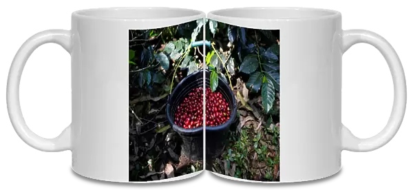 Freshly harvested arabica coffee cherries are seen in a bucket at a plantation near