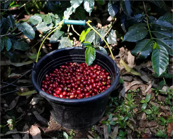 Freshly harvested arabica coffee cherries are seen in a bucket at a plantation near