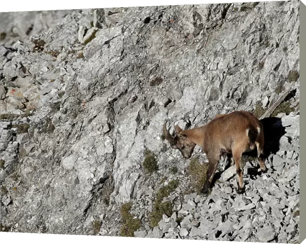 An ibex is seen at mount Hafelekar in the Alps north of Innsbruck