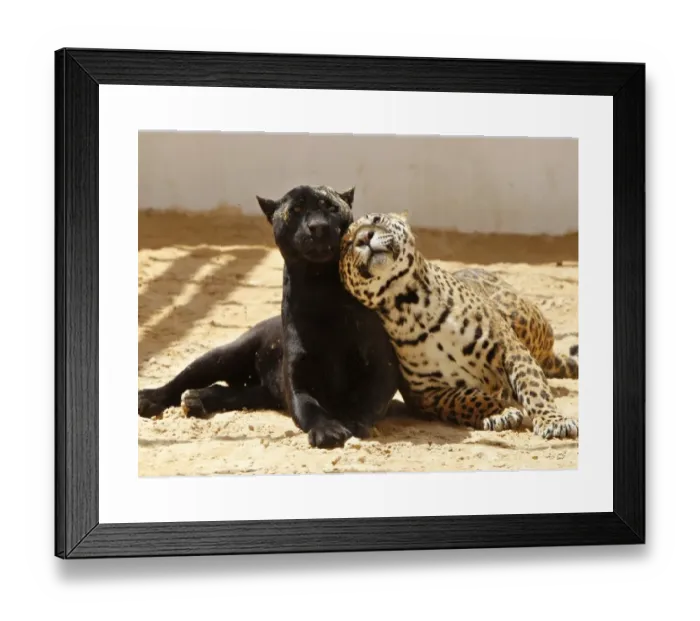 Framed Print : Print of a black jaguar with her spotted cub in an enclosure Framed Print : Print of a black jaguar with her spotted cub in an enclosure