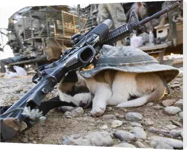 A puppy sleeps under a U.s soldiers hat