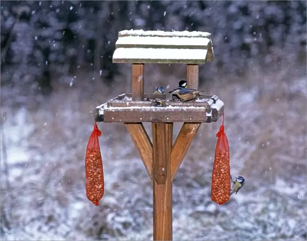 Garden birds including Nuthatch and Blue Tits on bird table in winter, Kent, UK