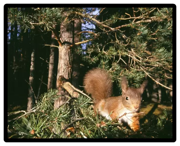 Red Squirrel, Sciurus vulgaris, Cairngorm National Park, Strathspey, Scottish Highlands