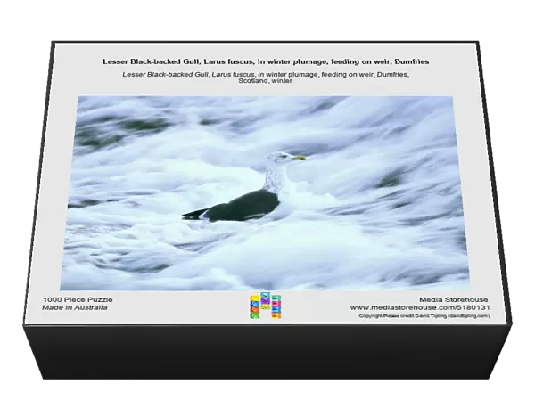 Lesser Black-backed Gull, Larus fuscus, in winter plumage, feeding on weir, Dumfries