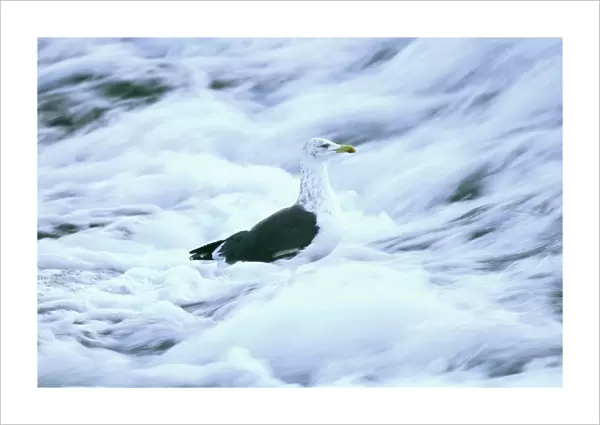 Lesser Black-backed Gull, Larus fuscus, in winter plumage, feeding on weir, Dumfries