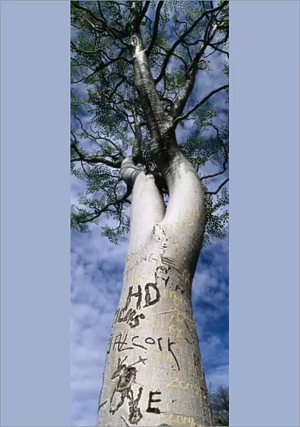 Vandalised Moringa tree, Etosha, Namibia