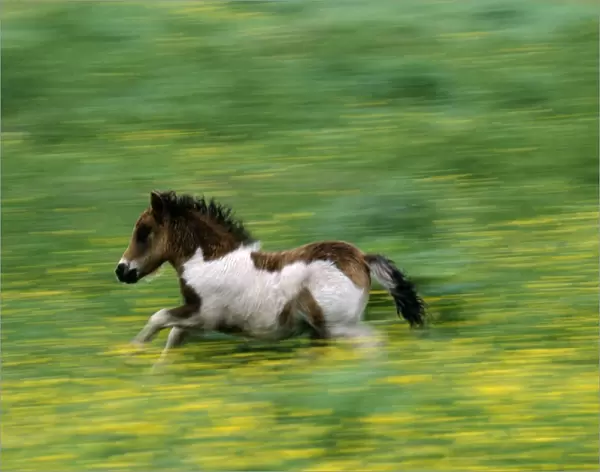 Shetland Pony, Unst, Shetland, Scotland, UK