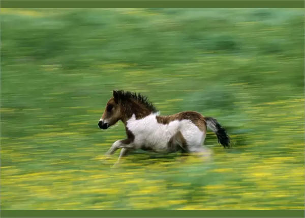 Shetland Pony, Unst, Shetland, Scotland, UK