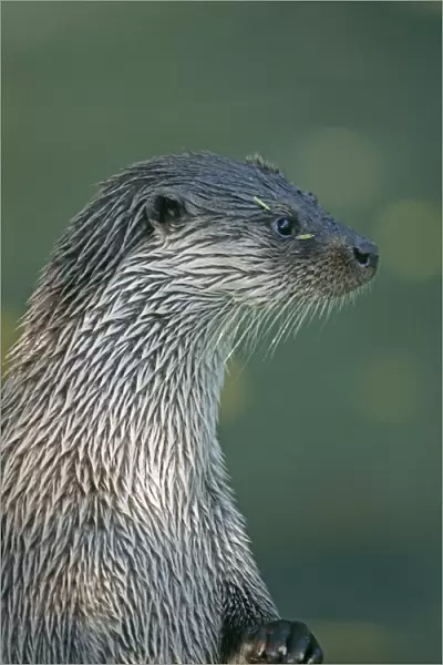 Otter, Lutra lutra, Shertland, Scotland, summer