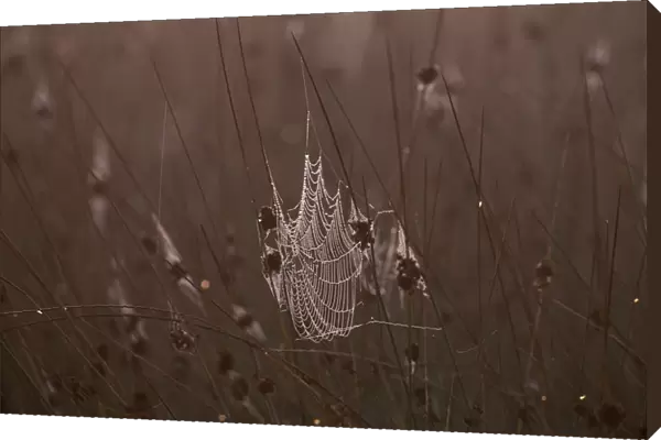 Spiders web covered in dew in early morning, Kent, UK, autumn