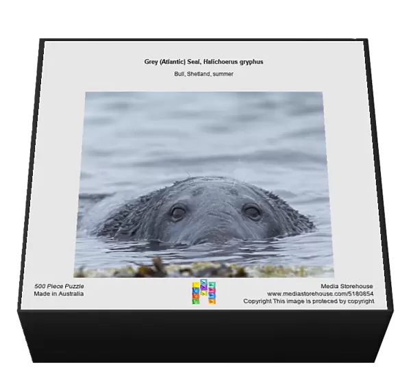 Grey (Atlantic) Seal, Halichoerus gryphus