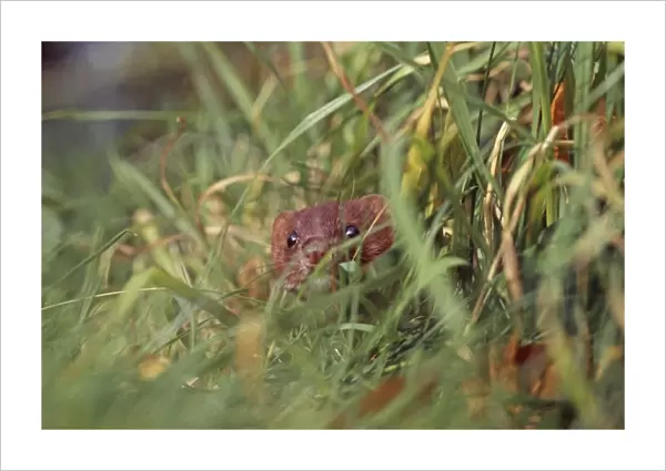 Weasel, Mustela nivalis, hunting in long grass, Kent, UK