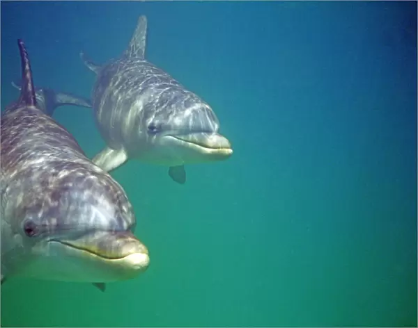 Bottlenose Dolphins, Tursiops truncatus Caribbean