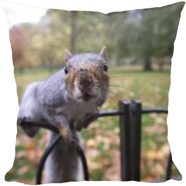 Grey Squirrel St James Park London