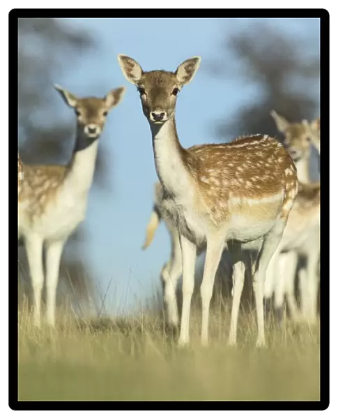 Fallow Deer Cervus dama does Kent UK
