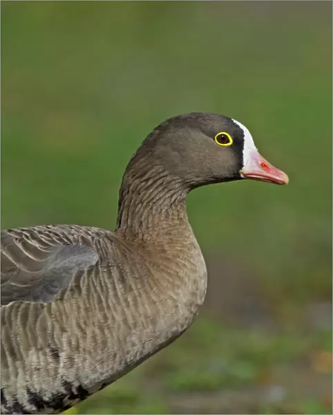 Lesser White-fronted Goose, Anser erythropus, adult