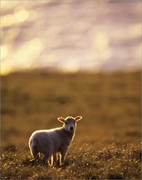 Lamb on coastal moorland Shetland Scotland June