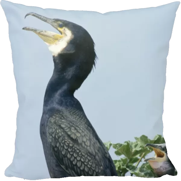 Greater Cormorant Phalacrocorax carbo adult at nest Craigleath Scotland UK