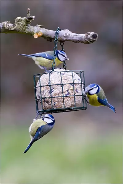 Blue Tits on fat feeder Kent UK winter