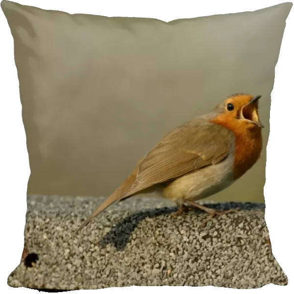 Robin Erithacus rubecula in song on roof of garden shed Kent UK April