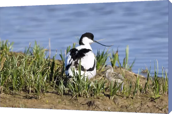 Avocet with chick on Scrape Minsmere May