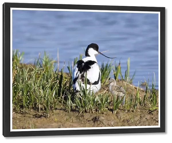 Avocet with chick on Scrape Minsmere May