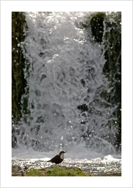 Dipper Cinclus cinclus feeding in river Derbyshire spring