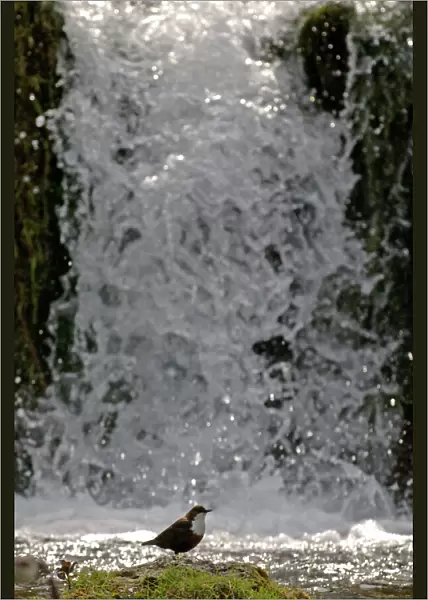 Dipper Cinclus cinclus feeding in river Derbyshire spring