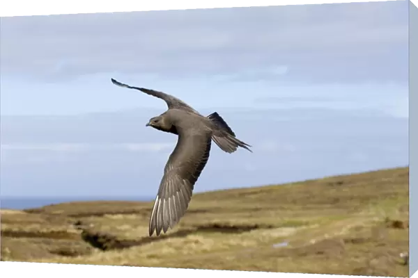 Arctic Skua dark morph Shetland June