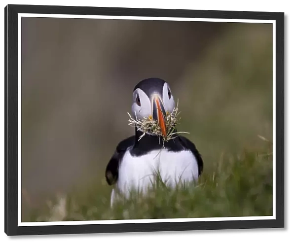 Puffin (Fratercula arctica) with nest material Shetland Scotland June