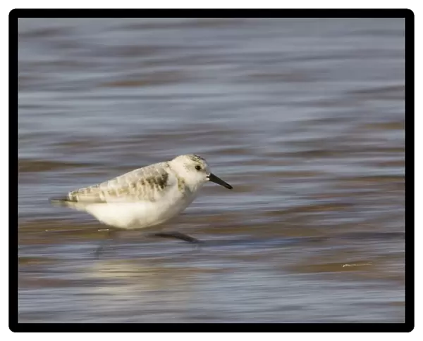 Sanderling running along shore Norfolk winter