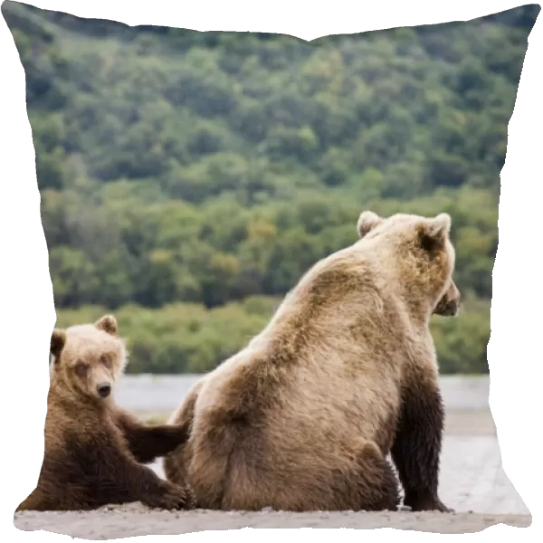 Brown Bear Ursos arctos mother with cub Katmai Alaska summer