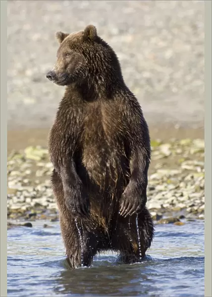 Brown Bear (Ursos arctos) chasing salmon Katmai Alaska August