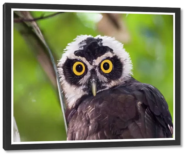 Spectacled Owl Pulsatrix perspicillata chapmani immature Panama