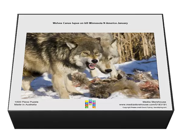 Wolves Canus lupus on kill Minnesota N America January
