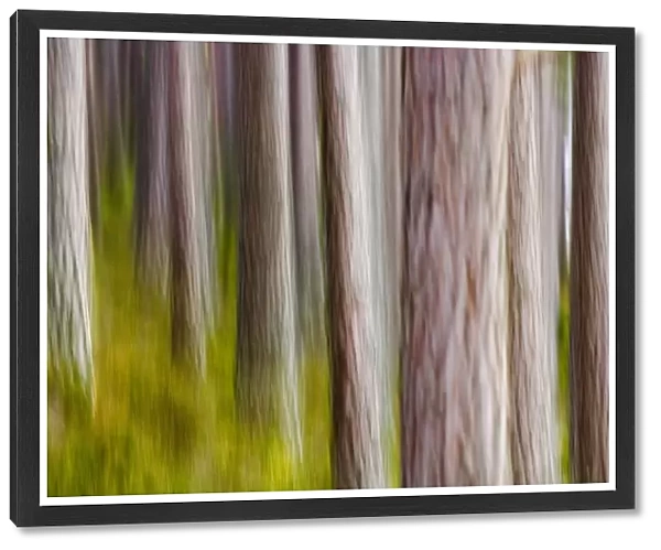 Abstract of Caledonian Pine Forest Abernethy Scotland