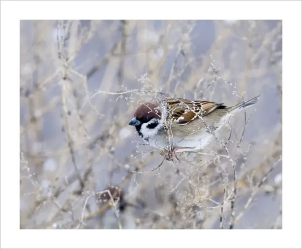 Tree Sparrow Uk winter