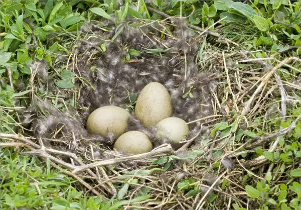Eider Smateria mollissima nest and eggs on nest Inner Farne Farne Islands Northumberland