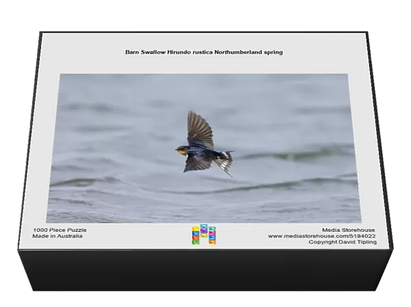 Barn Swallow Hirundo rustica Northumberland spring