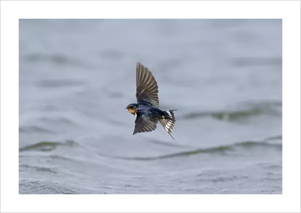 Barn Swallow Hirundo rustica Northumberland spring