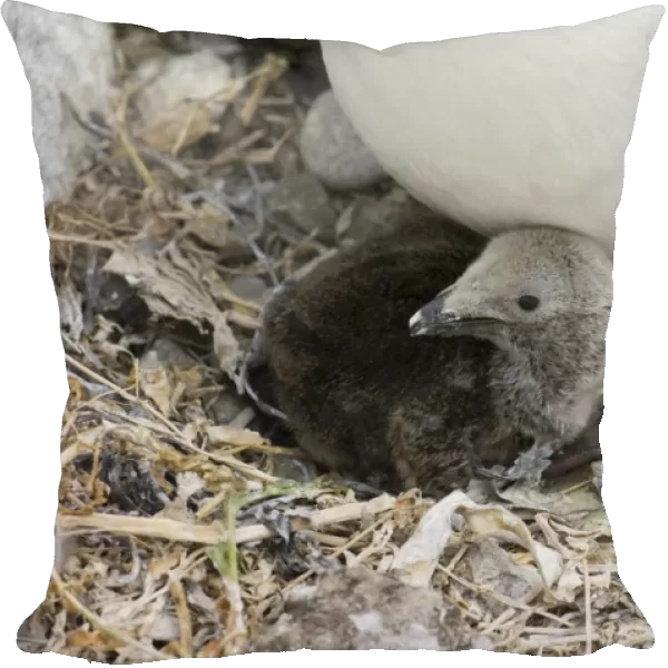 Razorbill Alca torda chick in nest Inner Farne Farne Islands Northumberland summer