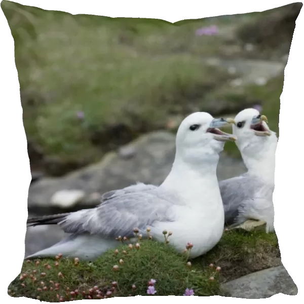 Fulmar Fulmarus glacialis in courtship ritual Mousa Shetland June