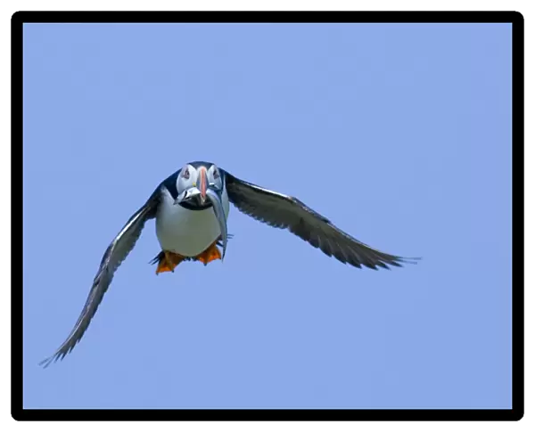 Puffin Fratercula arctica with fish Northumberland UK July