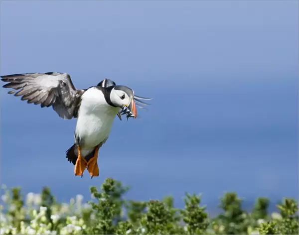 Puffin Fratercula arctica with sand eels Northumberland UK July